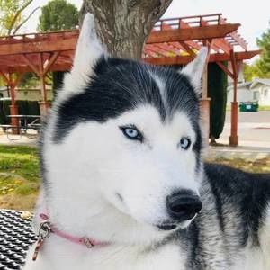 Meet your Posher, Susan